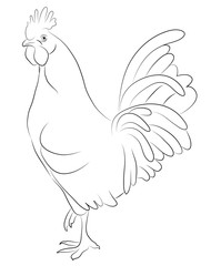 Sketch of a Cock