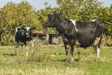 cow farm