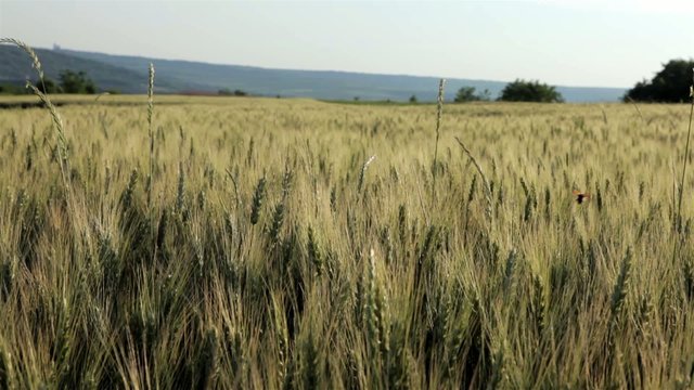 wheat field full hd 1920x1080