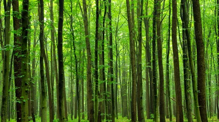 Gordijnen groen bos © Pakhnyushchyy