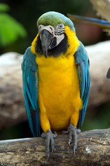 parrot