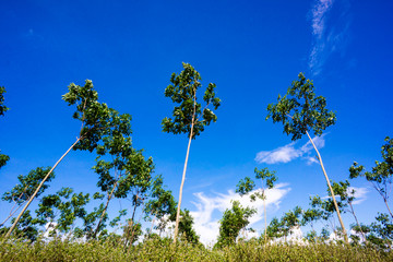 nature landscape