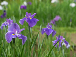 菖蒲園の６月
