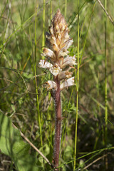 Orobanche