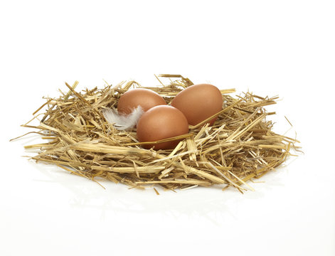 Hühnernest mit Eiern
