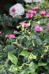 beautiful pink flower in a garden