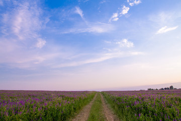 Fototapeta na wymiar road through the field with lilac flowers