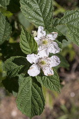 Rubus fruticosus / Roncier / Mûre / Ronce