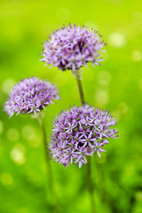 Herbal Garden - flowering chives in the garden