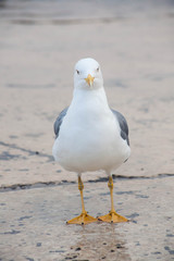 one sea gull front view