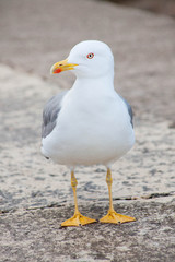 Obraz premium single seagull front view looking to the side