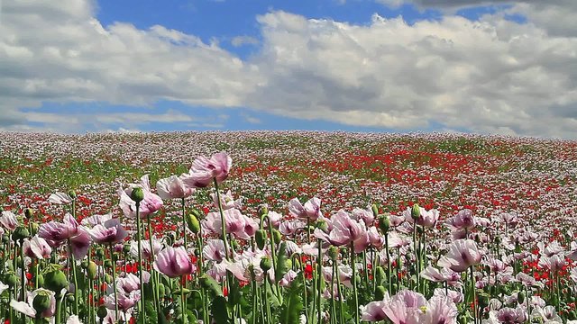 Flores y nubes