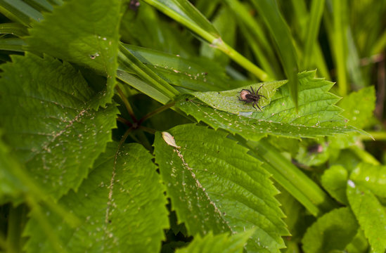 spider  grass