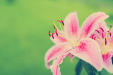 Fototapeta premium Lilies in the garden