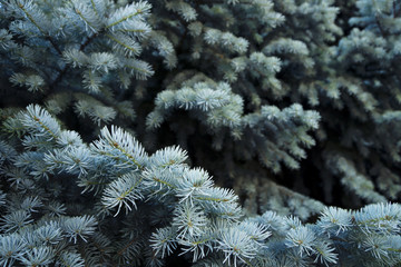 detail tree with blue needles