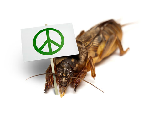 Mole Cricket Demonstrates For Peaceful Sollution Of Pest Problem