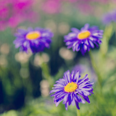 Obraz premium Summer garden - Aster flowers in the garden