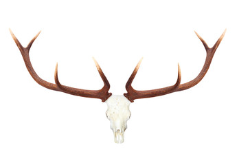 Skull with antlers isolated on white background.