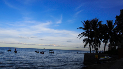 palm tree on sunset sky