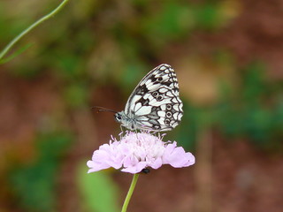 Succisa pratensis and butterfly