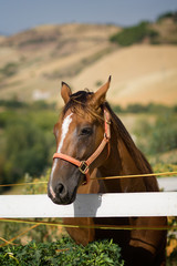 Obraz premium Ritratto di cavallo dentro a recinto