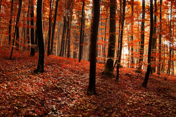 Red orange forest background