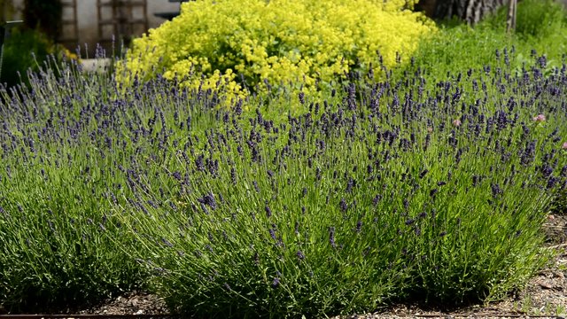 Levander in the garden, zoom in,telephoto lens