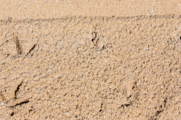 Chicken footprints on sand