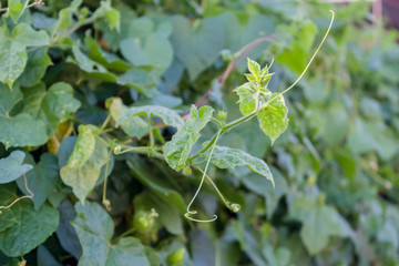 Green betel leaf in the park.