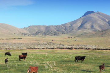 California cattle ranch