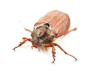 may bug