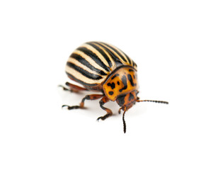 colorado bug