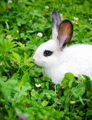 Baby white rabbit in grass