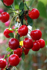 Süße Sauerkirschen