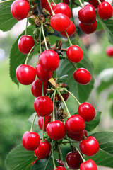 Süße Sauerkirschen