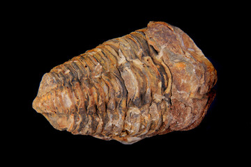 old trilobite fossil isolated