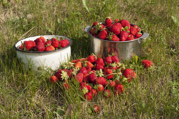 fresh strawberry photo