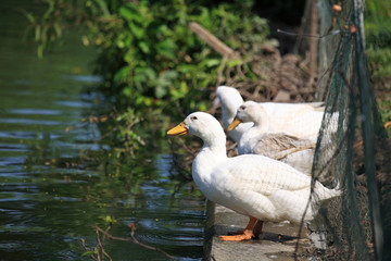 White ducks standing near the pond