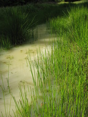 Лесное болото в жаркий летний день © iuliiia