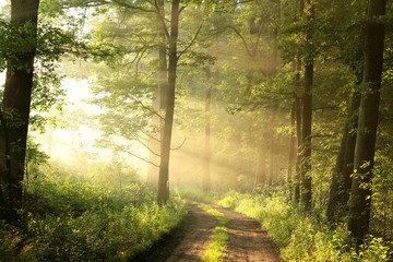 Fototapety  Droga gruntowa przez wiosenny las liściasty w mglisty poranek