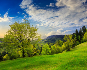 forest on hillside meadow in mountain