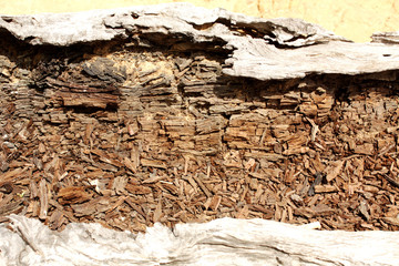 An old wood on background.