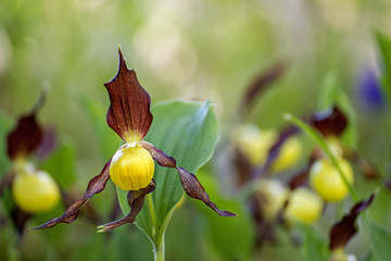 Deutsche Orchideen, Frauenschuh,Cypripedium calceolus