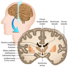 Menschliche Gehirn, Querschnitt, Anatomie, Basalganglien