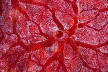 Naklejka premium Red Sponge Detail