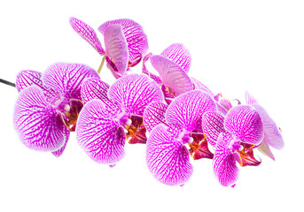 Fototapeta na wymiar Beautiful branch blooming stripped lilac orchid, phalaenopsis is