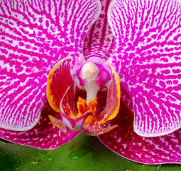 Beautiful blooming branch of stripped violet orchid (phalaenopsi