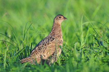 Female pheasant