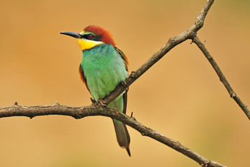 Bee-eater