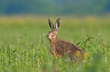 Brown hare